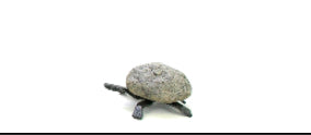 Small Turtle