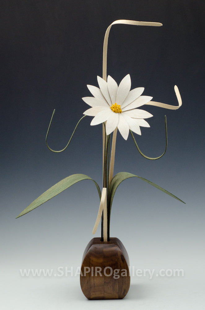 Wooden Daisy Expression Single