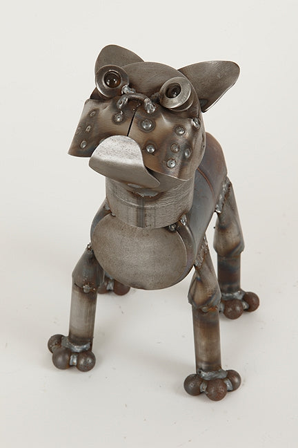 Boston Terrier